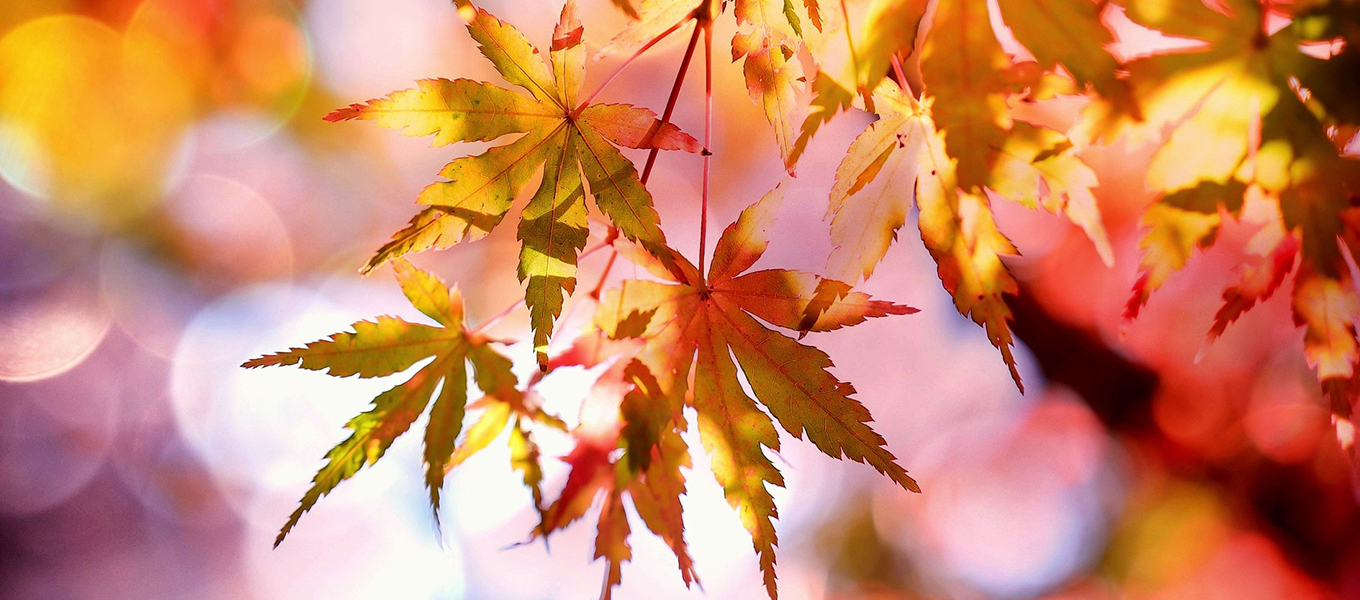 【11/24（日）開催】「秋の紅葉めぐり」風景写真撮影会