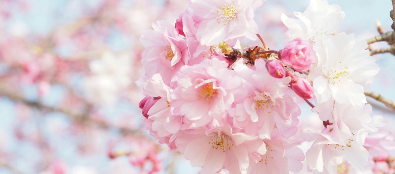 【3/29（土）開催】春をきりとる＃桜 #写真 #スナップ 1day撮影講座